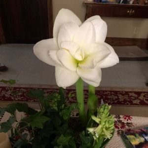 Meet your Posher, Maria